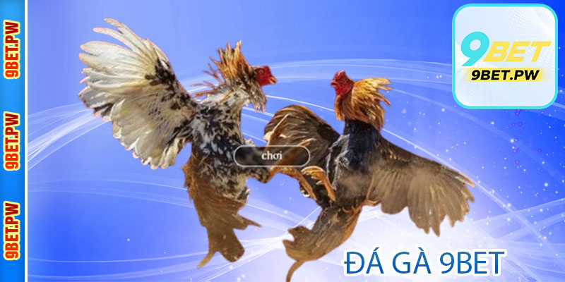 Đôi nét cần biết về đá gà 9bet