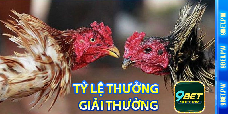 Tỷ Lệ Thưởng và Giải Thưởng Đá Gà 9Bet