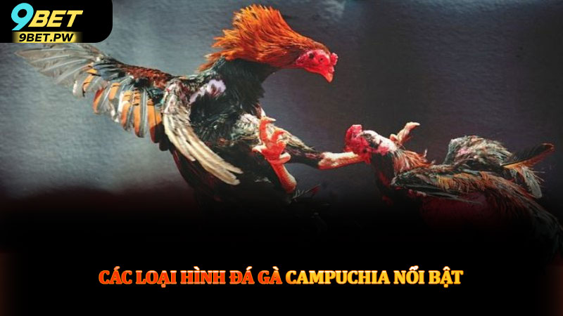 Các loại hình đá gà Campuchia nổi bật