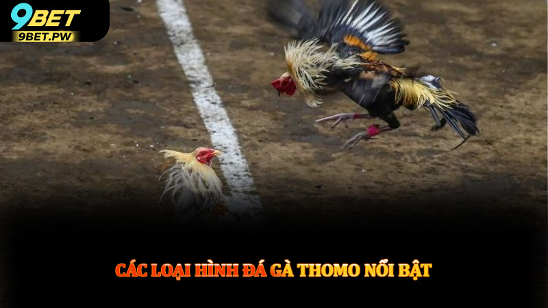 Các loại hình đá gà thomo nổi bật