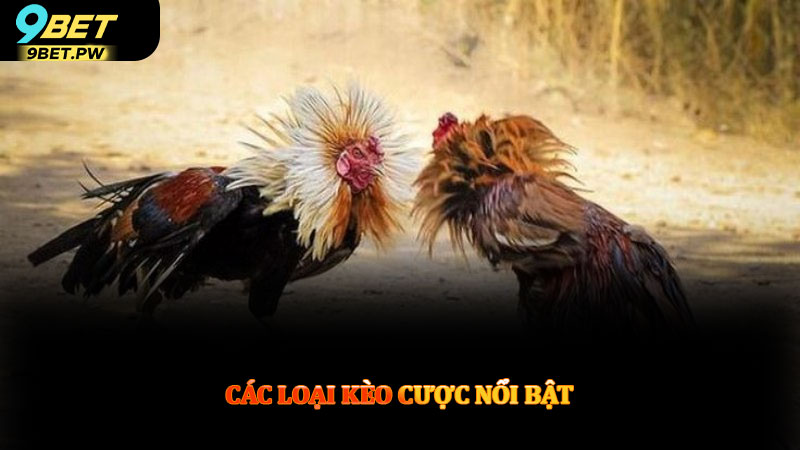 Các loại kèo cược nổi bật