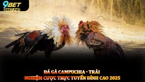Đá gà Campuchia - Trải nghiệm cược trực tuyến đỉnh cao 2025