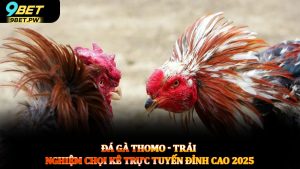 Đá gà Thomo - Trải nghiệm chọi kê trực tuyến đỉnh cao 2025