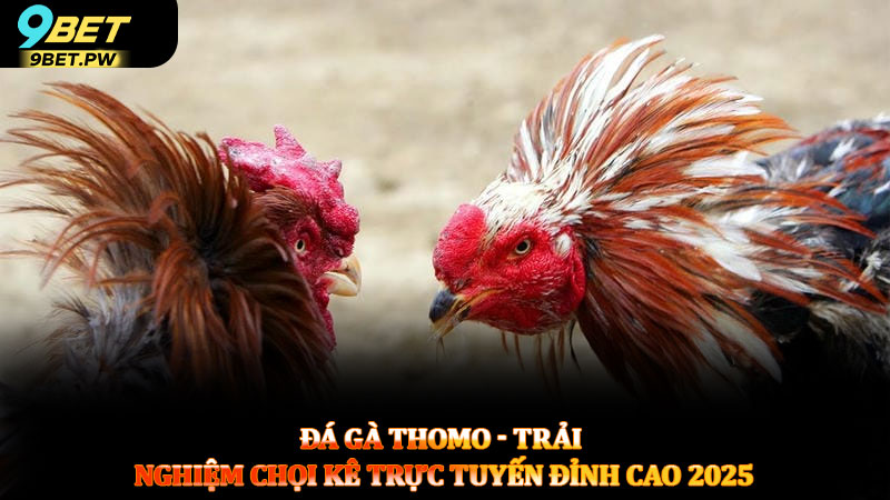 Đá gà Thomo - Trải nghiệm chọi kê trực tuyến đỉnh cao 2025