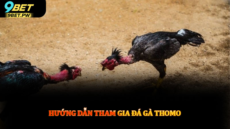 Hướng dẫn tham gia đá gà thomo