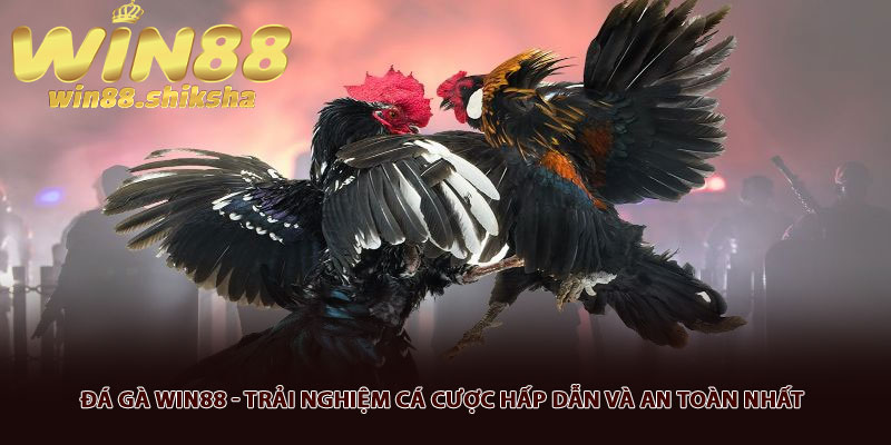 Đá gà Win88 - Trải nghiệm cá cược hấp dẫn và an toàn nhất