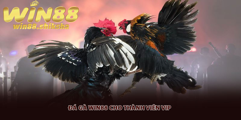 Đá gà Win88 cho thành viên VIP