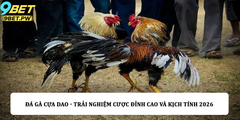Đá gà cựa dao - Trải nghiệm cược đỉnh cao và kịch tính 2026