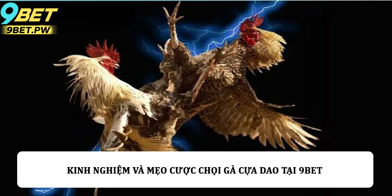 Kinh nghiệm và mẹo cược chọi gà cựa dao tại 9bet