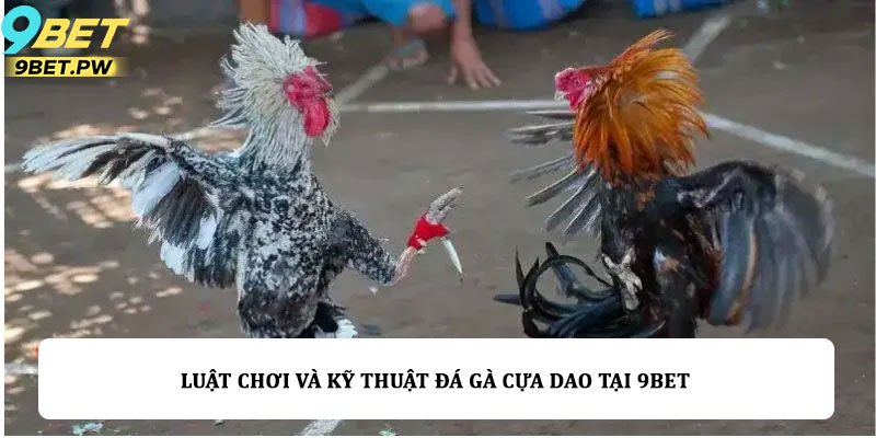 Luật chơi và kỹ thuật đá gà cựa dao tại 9bet