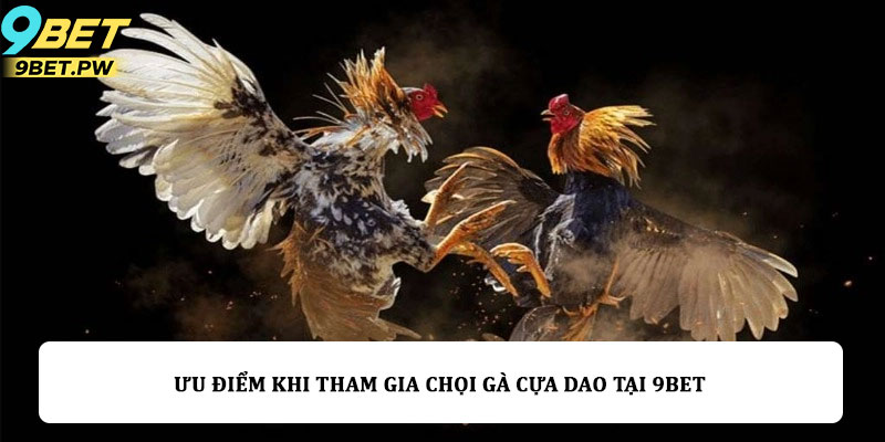 Ưu điểm khi tham gia chọi gà cựa dao tại 9bet